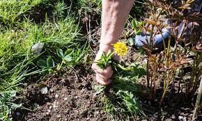 However, when broad spectrum grass killers are used properly they are effective against perennial grassy weeds. Tough Garden Weeds And How To Kill Them Which News