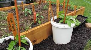 And best of all, cleaning up the garden at the end of the season requires simply dumping your bucket in the. 14 Best Vegetables To Grow In A Bucket Survivopedia