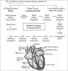 Flowchart To Explain The Process Of Circulation Of Blood