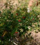Image result for Hermannia boraginiflora