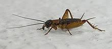Maybe you would like to learn more about one of these? Cricketã®æ„å'³ ä½¿ã„æ–¹ èª­ã¿æ–¹ Weblioè‹±å'Œè¾žæ›¸