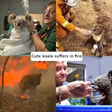 If you are looking for koala bear australia fires animals pictures you are coming to the right page. 170 Koalas Ideas Koala Koala Bear Koalas