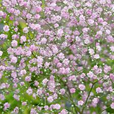 Gypsophila Paniculata Rosea Pink Gypsophila Perennials Plant Delivery
