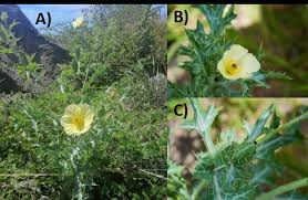 Image result for Argemone ochroleuca