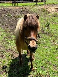 Roanoke Valley Horse Rescue Inc Reviews and Ratings