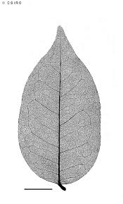 Image result for Crudia