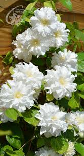 ⭐ ai la dispozitie plata online si livrare prin curier. Waldreben Clematis Zrodlo Dobrych Pnaczy