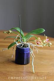 In order to keep them healthy and flourishing you need to follow a few simple rules. Orchids For Beginners Empress Of Dirt