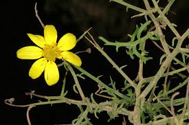 Image result for Osteospermum muricatum