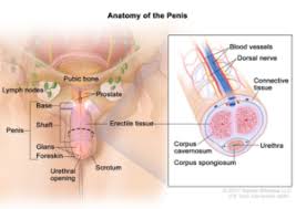 Human male anatomy diagram top electrical wiring diagram. Male Anatomy Lgbtq Inclusive Sex Education
