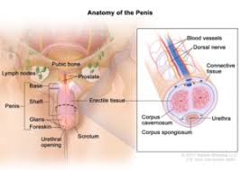 Male anatomy diagram male reproductive system for powerpoint pslides. Male Anatomy Lgbtq Inclusive Sex Education
