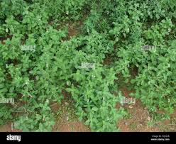 Image result for Leucas sexdentata