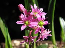 Image result for Ledebouria