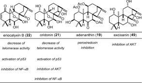 Image result for Tinnea eriocalyx