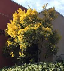 Acacia Boormanii Small Trees Tree Plant Identification