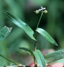 Image result for Murdannia simplex