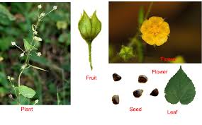 Image result for Sida veronicifolia