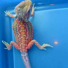 Baby Black Bearded Dragon For Sale Rainbow Bearded Dragon Bearded Dragon Baby Bearded Dragon Bearded Dragon Funny