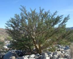 Image result for Brachystegia utilis × microphylla