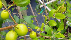 Pokok durian belanda pokok durian musang king pokok durian duri hitam pokok durian hybrid pokok durian dalam pasu pokok. Pokok Apple Bidara Malaysia Online Plant Nursery