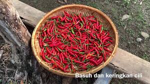 Tanaman padi memerlukan unsur hara sebagai makanannya agar tumbuh dan berkembang dengan sempurna. Jeruk Cili Pickle Chilli Youtube