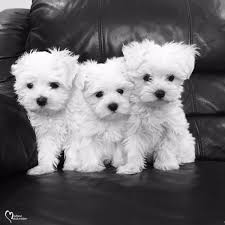 Three beautiful maltese puppies for sale. Many Maltese Puppies For Sale Furry Babies
