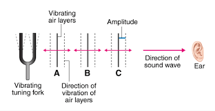 Characteristics of wave the characteristics of waves are as follows: A What Are Longitudinal Waves And Transverse Waves Explain With The Help Of Labelled Diagrams B Give Two Examples Each Of Longitudinal Waves And Transverse Waves