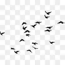 Black Birds Photoshop Backgrounds Png Graphics Clip Art