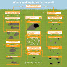 Diagnosing Holes In The Yard Natural Resource Stewardship