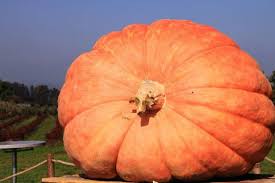 Image result for giant pumpkin