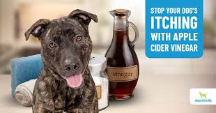 Or better still, switch your dog to a raw food diet for dogs which has been proven beyond any doubt to stop allergies, itching and scratching in weeks. 3 Simple Ways Apple Cider Vinegar Can Help Your Dog Dogs Naturally