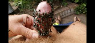 Bugs and bizzare shit: Green Flies like my… ThisVid.com