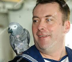 Steve Tunstall Sunny Parrot Editorial Stock Photo