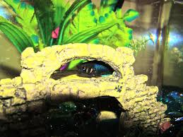Betta fish may also sleep or rest periodically during the day too. Lazy Lucky Loves Her Bridge Decoration Betta Fish Betta Lucky
