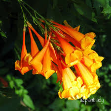 This means that the petals are joined, either wholly, or partly. Orange Tubular Flowers Archives Desert Gardening 101