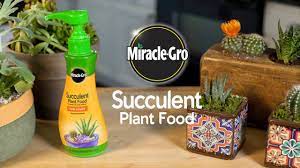 Is that cactus a bastion of potable water, or will you regret your efforts to get past its perilous spines? How To Feed Succulents And Cactus Plants Using Miracle Gro Succulent Food Youtube