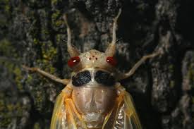Most species of cicadas in the u.s. Cicadas In 2021 17 Year Brood X Coming To Illinois This Spring Chicago Tribune