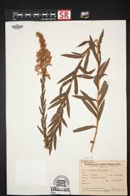 Image result for Microglossa