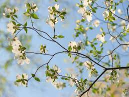 The missouri hardy pecan tree's pollen shed time likely happens too late in the season to be an ideal pollen source for the pawnee pecan tree's flowers. Missouri S Native Flowering Trees Missouri Life Magazine