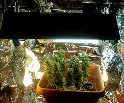 Check spelling or type a new query. How To Grow Weed With Cfls Grow Weed Easy