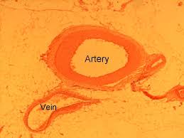 The blood then moves into successively smaller arteries, finally reaching their smallest branches, the arterioles, which feed into the capillary beds of body organs and tissues. Histology Of Blood Vessels