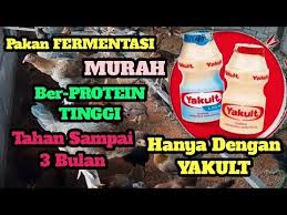 Cara Membuat Pakan Fermentasi Berprotein Tinggi Untuk Ayam Umur 1bulan Panen Hanya Dengan Yakult Youtube Fermentasi Ayam Protein