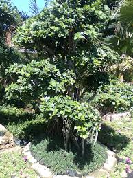 Aktuelle preise für produkte vergleichen! Pohon Serut Taksonomi Habitat Ciri Jenis Keunikan Favorit Bonsai