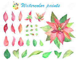 Add more red leaves or even fill the entire page! Set Of Christmas Flowers Poinsettia Watercolor Drawing Of Flowers Stock Photo Picture And Royalty Free Image Image 93886985