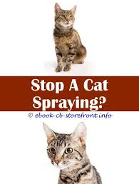 3 Well Tips And Tricks At What Age Does A Male Cat Start To Spray What Can You Do To Keep A Cat From Spraying Is Zodiac Flea Spray Safe For Cats How