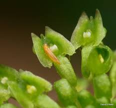 Image result for Malaxis