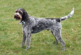 Image result for český fousek stavba těla