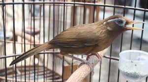 ∙ promo pengguna baru ∙ kurir instan ∙ bebas ongkir ∙ cicilan 0%. Harga Burung Hwamei Terbaru September 2020 Terlengkap