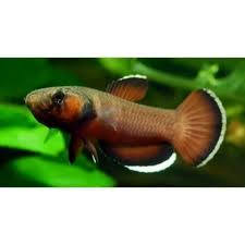 Rare Wild Betta Albimarginata 1 Pairs 14 00 Standard Shipping In 2020 Siamese Fighting Fish Betta Fish Aquarium Fish For Sale