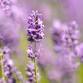 The Color Purple